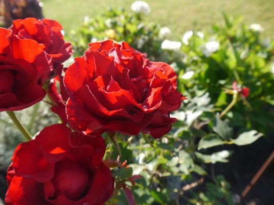 Rosenfest auf dem Heiligenberg Rote Rosenblüten im Vordergrund mit grünem Blattwerk und unscharfem Grün im Hintergrund bei Sonnenschein.