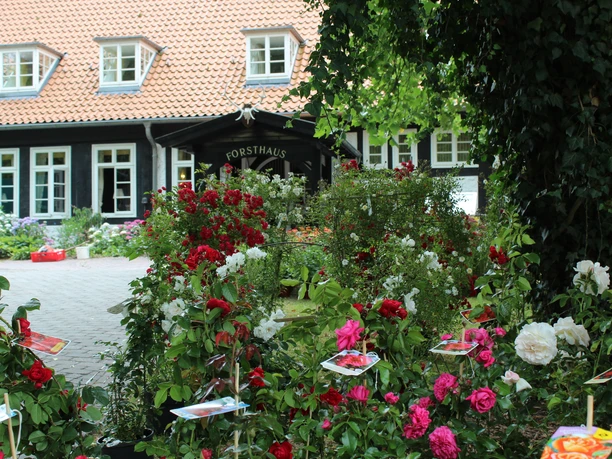 Rose beds in full bloom in front of a half-timbered house with red roof tiles and white window frames.