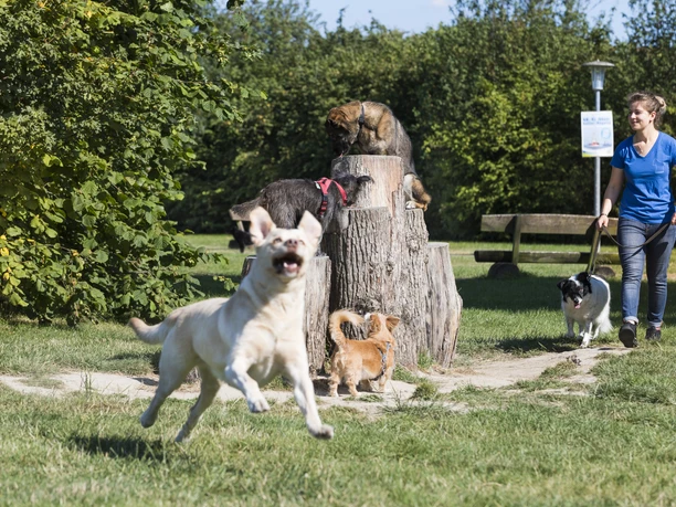 Thomas Hellmann Thomas Hellmann