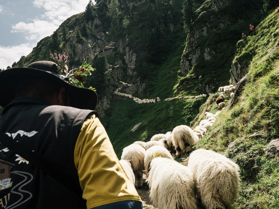 Am Schäferwochenende holen die Bauern ihre Schafe von der Belalp. Am Schäferwochenende holen die Bauern ihre Schafe von der Belalp.
