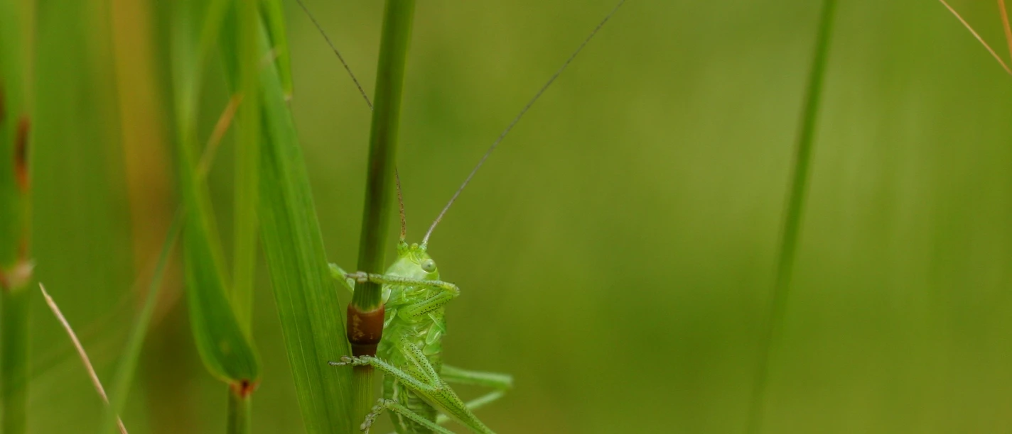 Wandeltocht in Bad Rothenfelde op de Aschendorfer Berg