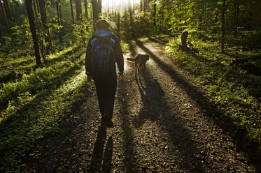 Unterwegs auf dem TERRA.track Wellengarten in Bad Rothenfelde A person with a rucksack and dog walks through a wooded path at sunrise.
