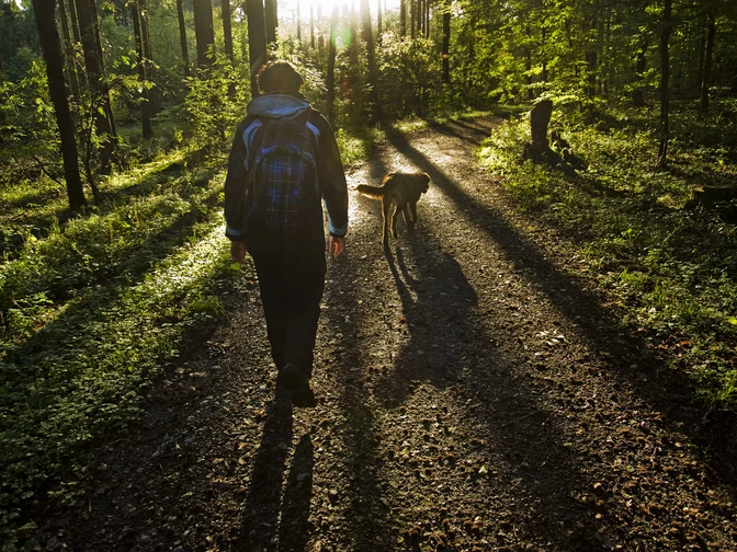 Unterwegs auf dem TERRA.track Wellengarten in Bad Rothenfelde Eine Person mit Rucksack und Hund spaziert bei Sonnenaufgang durch einen bewaldeten Pfad.