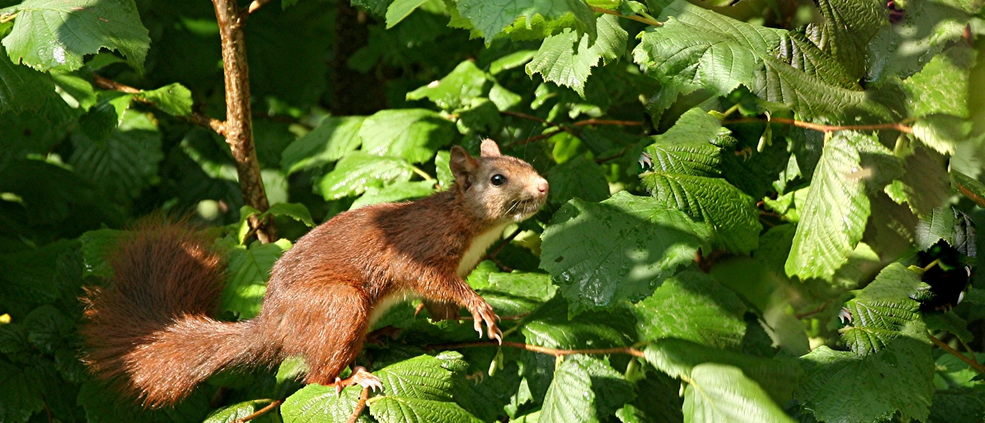 Der Kleine Berg in Bad Rothenfelde ist ein Paradies für Wanderfreunde