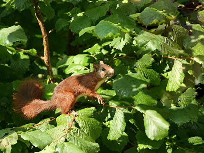 Der Kleine Berg in Bad Rothenfelde ist ein Paradies für Wanderfreunde