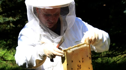 Imker Adrian Nötzel bei seinen Bienen Imker Adrian Nötzel bei seinen Bienen