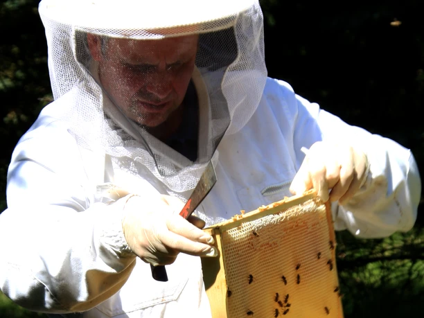 Imker Adrian Nötzel bei seinen Bienen Imker Adrian Nötzel bei seinen Bienen