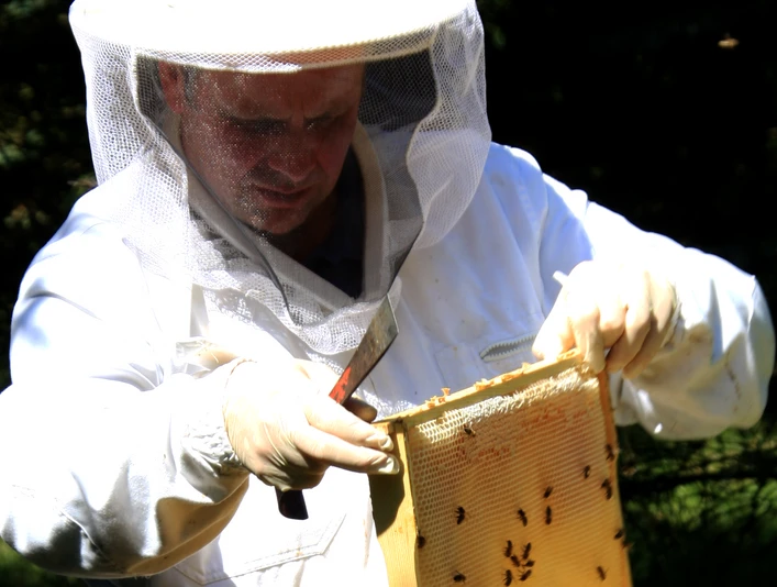 Imker Adrian Nötzel bei seinen Bienen Imker Adrian Nötzel bei seinen Bienen