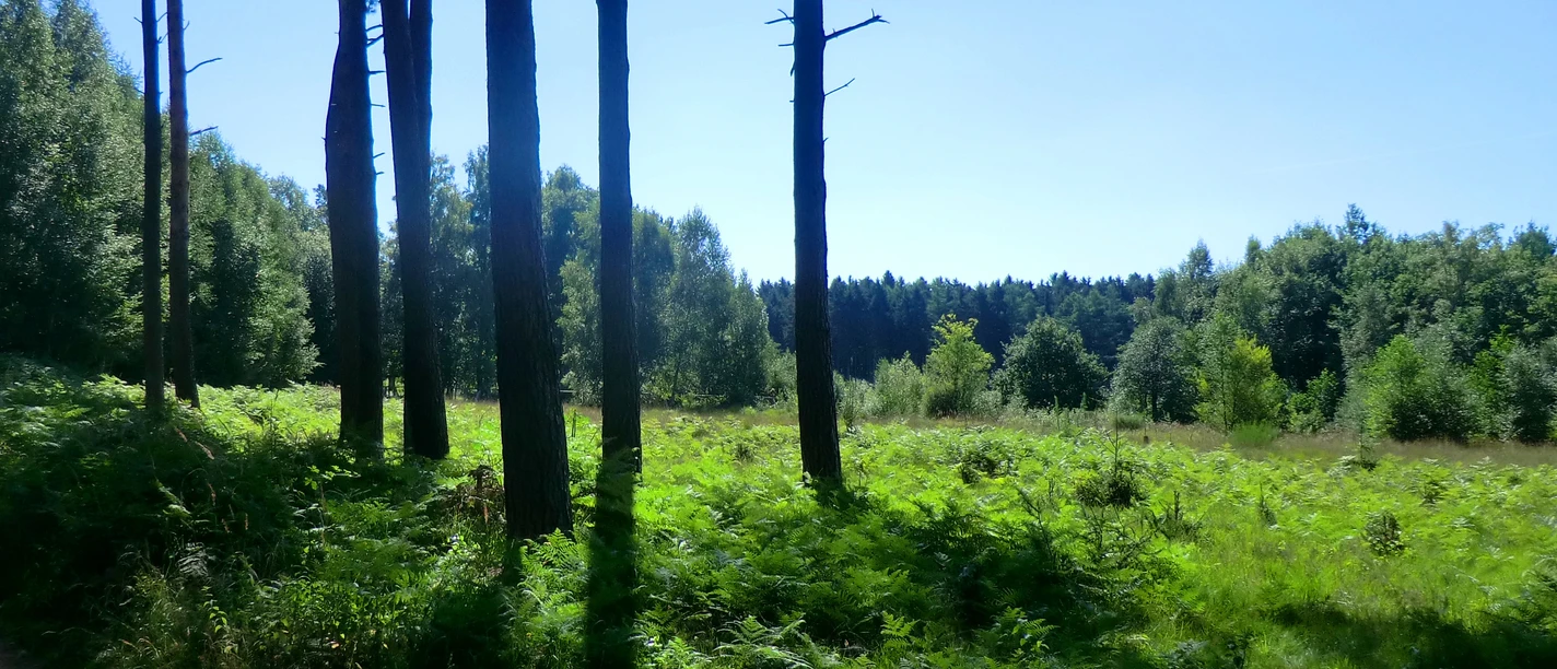in der Ohligser Heide