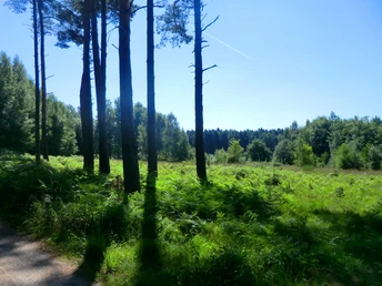 in der Ohligser Heide