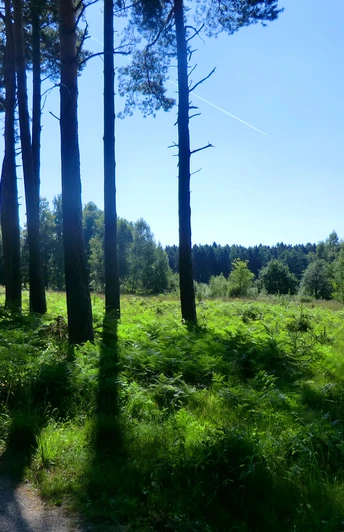 in der Ohligser Heide