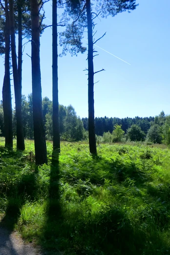 in der Ohligser Heide