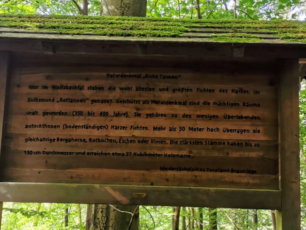 hohegeiß-Dicke Tannen-Infotafel.jpg