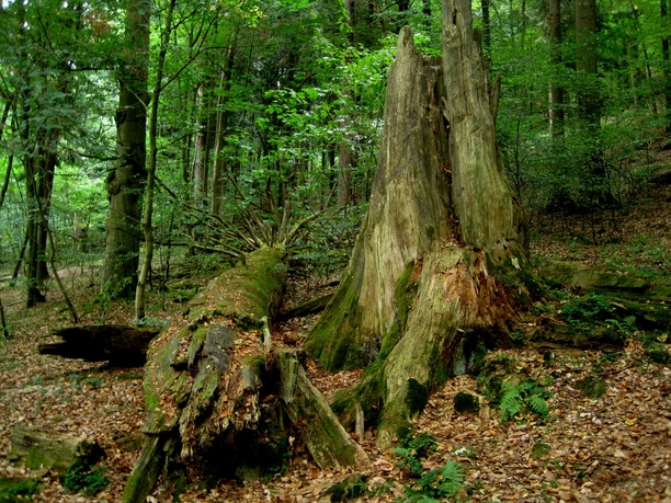 hohegeiß-Dicke Tannen-Wolfsbachtal(c)Friedmann Schwarz.JPG