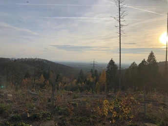 Ebberg-herbstliche-Bäume.JPG Teutoburger Wald Eggegebirge