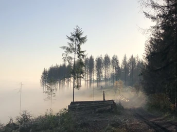 Hermannsweg-Bäume-aus-dem-Nichts.JPG Teutoburger Wald Eggegebirge