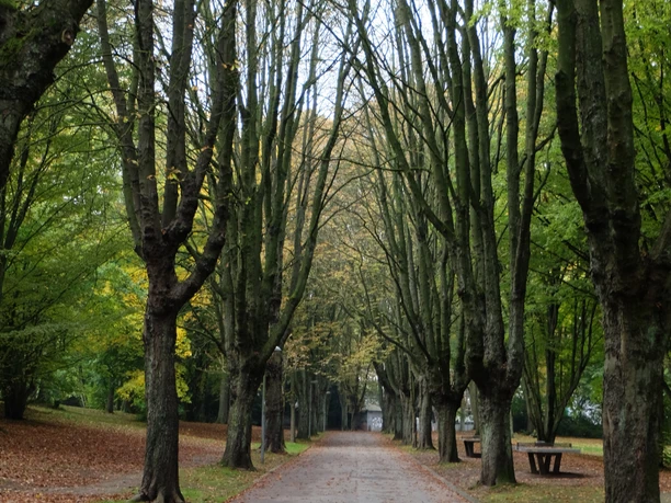 Herbstlicher Parkweg mit kahlen Bäumen und buntem Laub auf dem Boden, umgeben von Grünflächen.