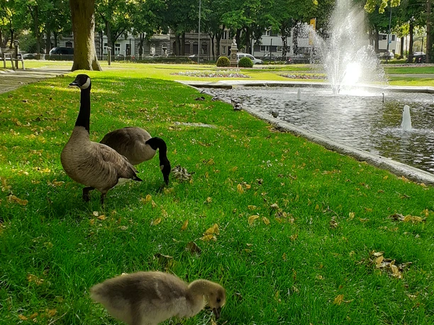 Grüner Park mit Gänsen neben einem kleinem Teich mit prudelnden Wasserfontäne.