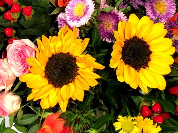 Carola' s Blumen Mölln Carola' s Blumen Mölln