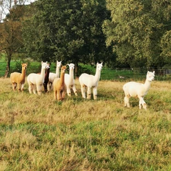 Alpakaherde Acht Alpakas stehen auf einer grünen Wiese vor Bäumen, in verschiedenen Farben von weiß bis braun.