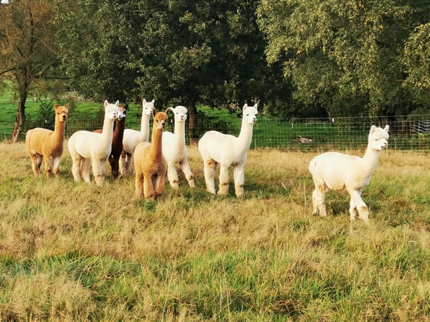 Alpakaherde Acht Alpakas stehen auf einer grünen Wiese vor Bäumen, in verschiedenen Farben von weiß bis braun.