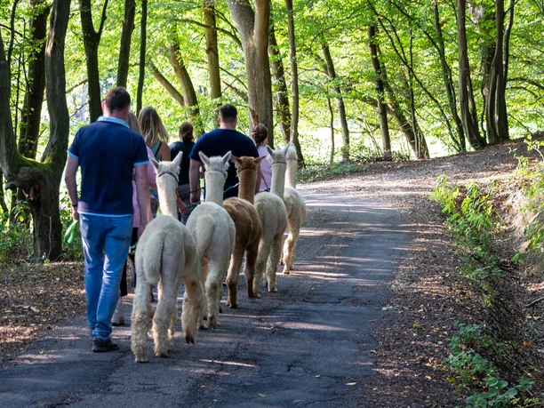 Alpakawanderung Eine Gruppe von Menschen führt fünf Alpakas auf einem Waldweg entlang, umgeben von grünen Bäumen.