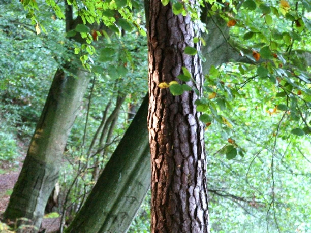 Ayurveda Therapie Saskia Wilhelmsen Ayurveda Therapie Saskia Wilhelmsen