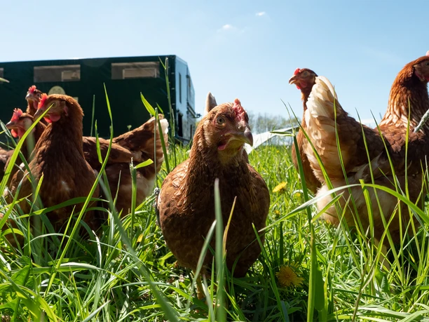 Hühner Rehrshof RJ36-1200.jpg