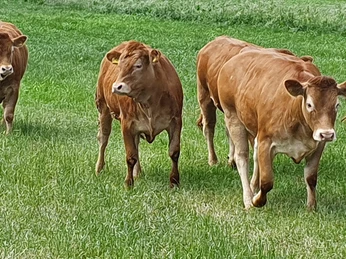 Rind 3 Holger Bockelmann.jpg