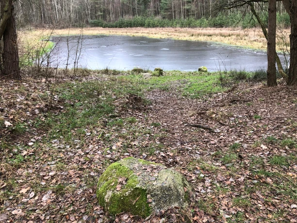 Ein verwunschener Steg führt durch einen lichten Wald zu einem abgelegenen, stillen Waldsee im Herbst.