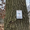 Wandertour "Rund um den Blinden See" Ein Schild mit dem Hinweis "Blinder-See-Tour" ist an einem Baumstamm befestigt, begleitet von Herbstlaub.