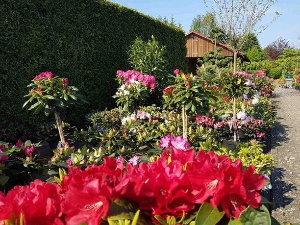 Baumschulparadies in Celle Baumschulparadies in Celle