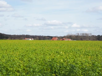 Unterwegs auf dem TERRA.track Alte Bauernschaft Flat, wide field with green plants under a blue sky, red roofs in the background.