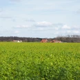 Unterwegs auf dem TERRA.track Alte Bauernschaft Flaches, weites Feld mit grünen Pflanzen unter blauem Himmel, im Hintergrund rote Dächer.