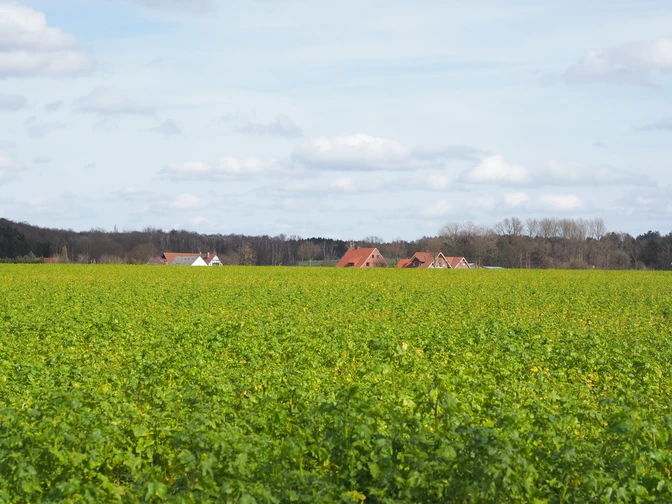 Unterwegs auf dem TERRA.track Alte Bauernschaft Flaches, weites Feld mit grünen Pflanzen unter blauem Himmel, im Hintergrund rote Dächer.