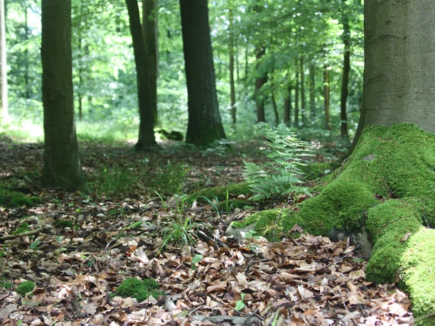 Impressionen Stadtwald Hube impressionen-stadtwald-hube