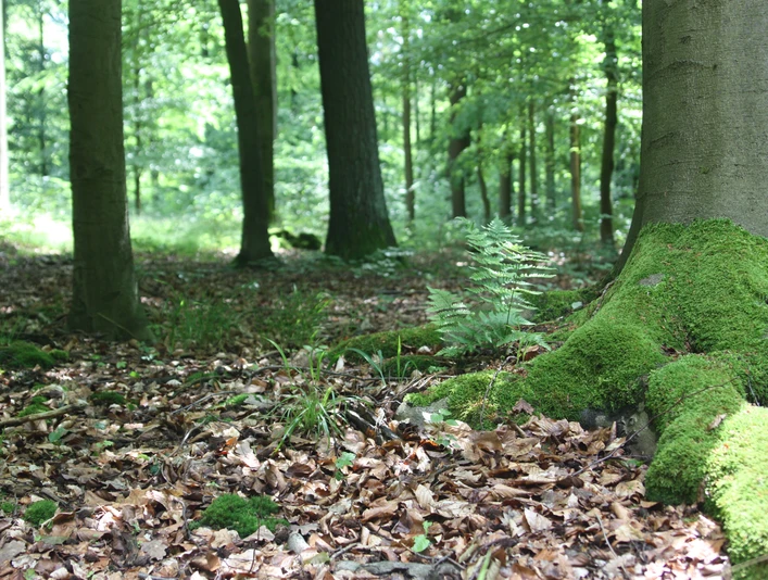 Impressionen Stadtwald Hube impressionen-stadtwald-hube