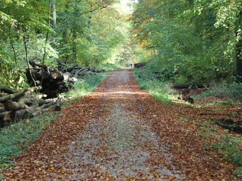 Waldweg-hube waldweg-hube