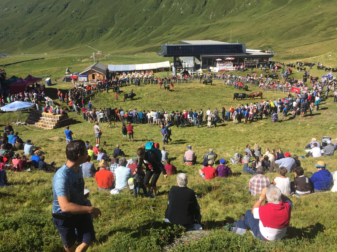 Aufalpung mit Stechfest auf der Belalp Aufalpung mit Stechfest auf der Belalp