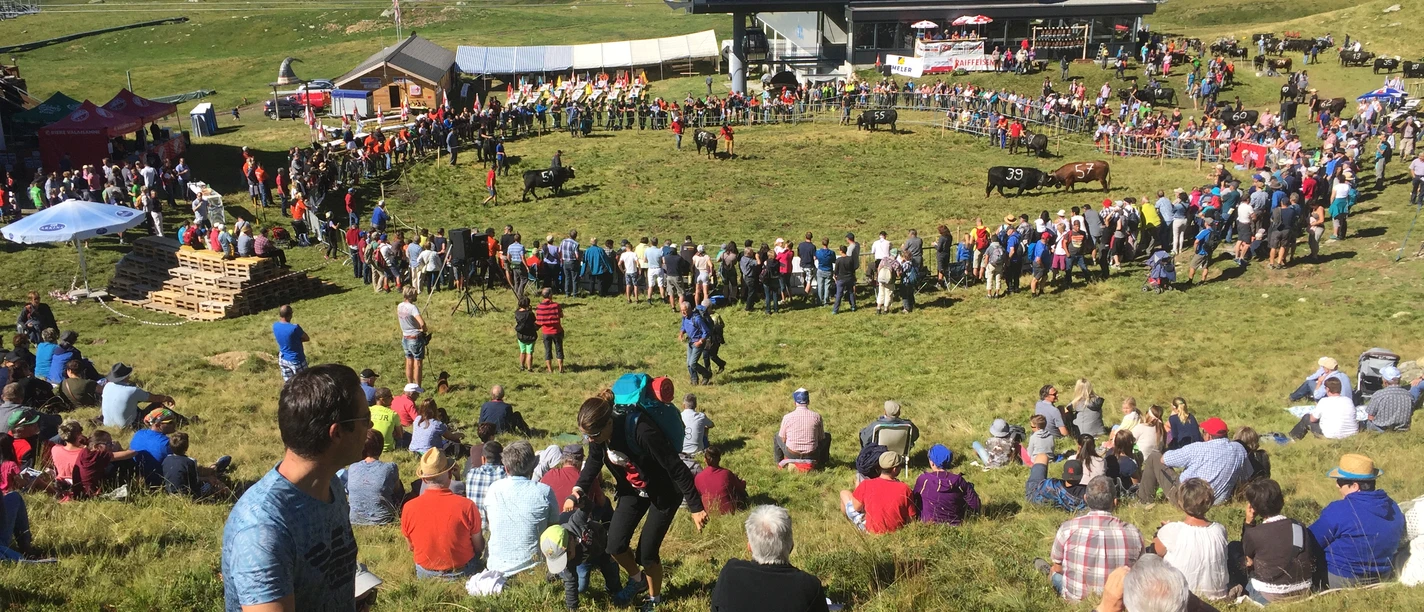 Aufalpung mit Stechfest auf der Belalp Aufalpung mit Stechfest auf der Belalp