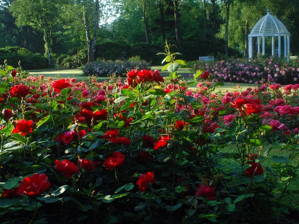 Ein blühender Rosengarten mit roten und rosa Rosen und einem Pavillon im Hintergrund bei Sonnenschein.