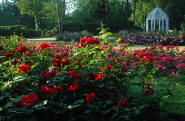 Blumen - Gräflicher Park Ein blühender Rosengarten mit roten und rosa Rosen und einem Pavillon im Hintergrund bei Sonnenschein.