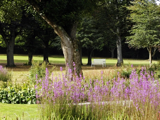 Ein weitläufiger Park mit Bäumen und blühenden lila Blumen; im Hintergrund eine weiße Bank.