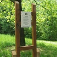 Hölzerne Infotafel Nummer 20 auf einem Wanderweg, umgeben von grünem Laub und sonnigem Licht.
