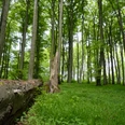 Naturerbe-Buchenwald Ein alter Baumstamm liegt in einem üppigen, grünen Buchenwald unter hohen, schlanken Bäumen.