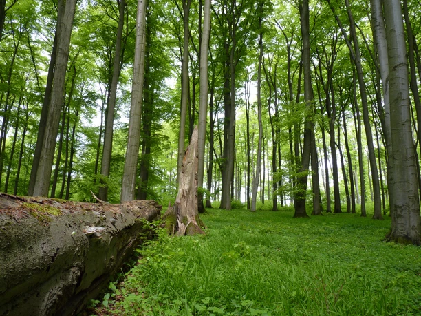Naturerbe-Buchenwald Ein alter Baumstamm liegt in einem üppigen, grünen Buchenwald unter hohen, schlanken Bäumen.