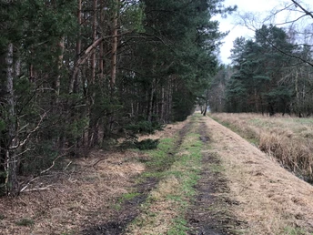 Ein schmaler, grasbedeckter Pfad führt geradeaus durch einen dichten Wald aus Kiefern.