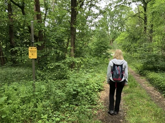 Löns Wanderweg Eine Frau mit Rucksack spaziert auf einem grünen Wanderweg durch einen dichten Wald in Niedersachsen.