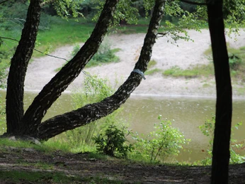 Stöckser See Drei Bäume mit geschwungenen Stämmen stehen am Ufer eines Sees, der von Wald umgeben ist. Three trees with curved trunks stand on the shore of a lake surrounded by forest.Tre træer med buede stammer står ved bredden af en sø omgivet af skov.Drie bomen met gebogen stammen staan aan de oever van een meer omringd door bos.