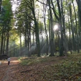 Person mit Hund spaziert auf herbstlichem Waldweg im Wiehengebirge, Sonnenstrahlen durch Bäume.